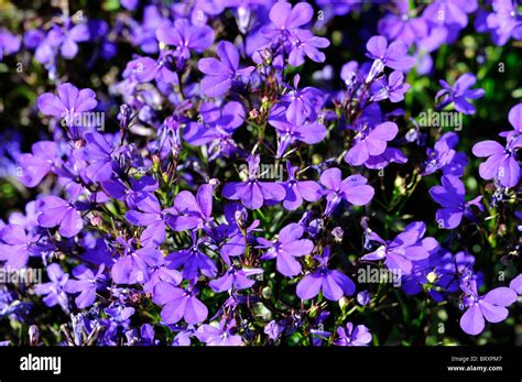 Lobelia erinus compacta Crystal Palace Edging Lobelia dark blue flowers ...