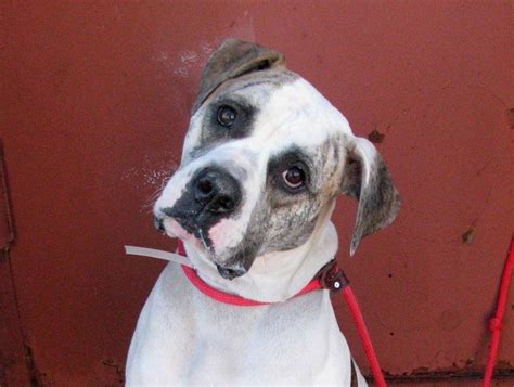 GONE --- URGENT - Brooklyn Center JULIETTE - A0986117 FEMALE, WHITE ...