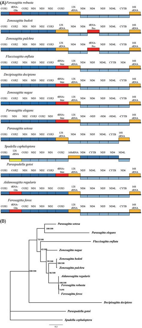 (A) Gene arrangements of mitochondrial genomes in 12 Chaetognatha... | Download Scientific Diagram