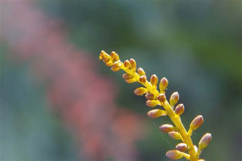 Kirstenbosch National Botanical Garden | Hannelie de Klerk