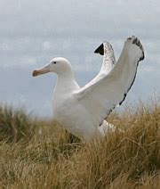 Wandering Albatross Facts - Wandering Albatross Habitat & Diet Facts