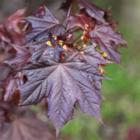 Acer platanoides 'Crimson King' - Norway maple 'Crimson King' | Yellow ...