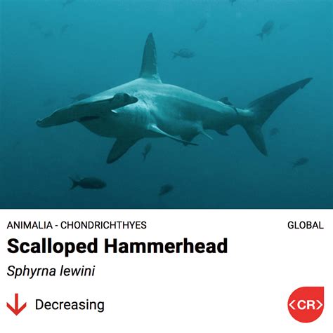 After Bites - Scalloped Hammerhead Shark Quiz