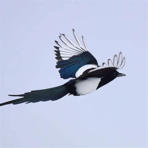 Black-Billed Magpie - Facts, Diet, Habitat & Pictures on Animalia.bio