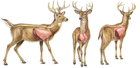 Deer Anatomy For Hunting