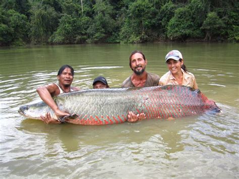 Guyana’s Giant Arapaima – The Largest Freshwater Fish In South America! – Things Guyana