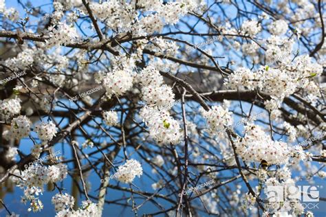 Cherry blossoms, blossoming cherry tree in the sun on the lake, garden, Stock Photo, Picture And ...