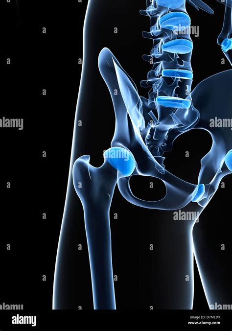 Male pelvis bones hi-res stock photography and images - Alamy