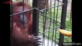 Ghetto Monkey Eating Bananas (Funny Voiceover without intro) on Make a GIF