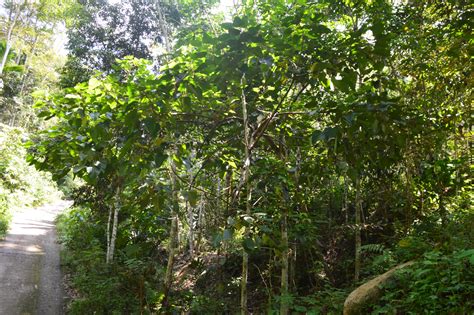 Tumbuhan Jati Putih (Gmelina arborea Roxb.) | Welcome to Geopark ranah ...