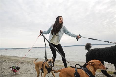 "Teenage Girl Walking Dogs" by Stocksy Contributor "Rob And Julia ...