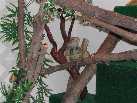 Iguana Habitats – Some Accessories You should Include in Iguana Habitats