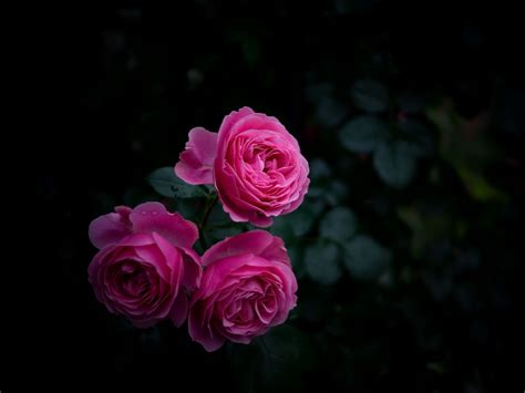 Download wallpaper 1600x1200 rose, buds, bush, garden, pink standard 4: ...