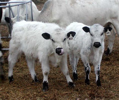 The British White Cattle Breed | Animal Planet | Pinterest | Cattle, British and Cow