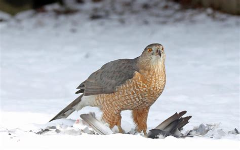 Cooper's Hawk | Audubon Field Guide