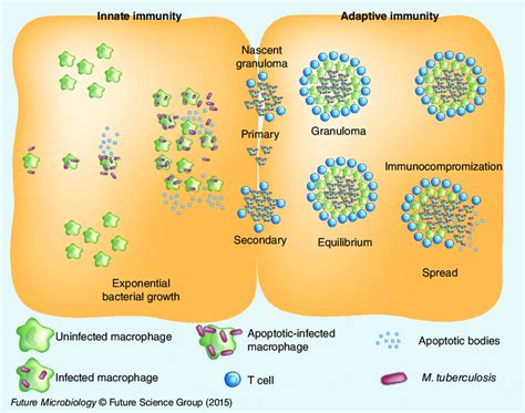 Stages of granuloma formation during tuberculosis. Initial phase of... | Download Scientific Diagram