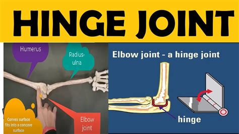 Hinge Joint | Locomotion and Movement | Human Skeleton | Example of Hinge Joint | Synovial Joint ...