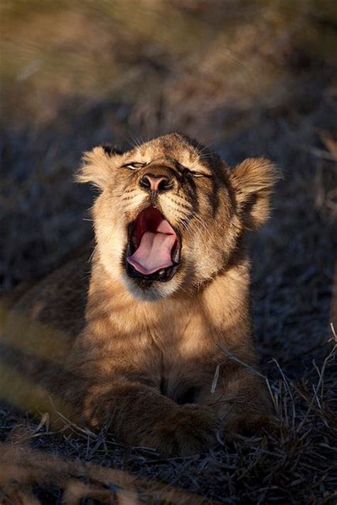 26 Photos of Beautiful Yawning Animals to Put You To Sleep