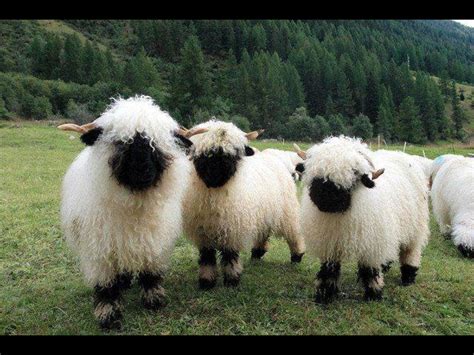 Valais Blacknose, Scottish sheep. | various~hilarious | Pinterest | Sheep, Animal and Animal pics