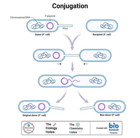 Plasmids- Definition, Properties, Structure, Types, Functions, Examples