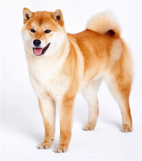 Shiba Inu Samoyed Mix Facts And Information - My First Shiba Inu