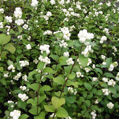 Symphoricarpos albus 'White Hedge' | D&V Plant Production