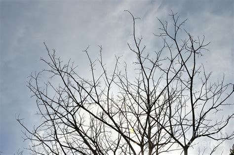 Dried Branches On A Big Tree Photograph by Antoni Halim | Fine Art America