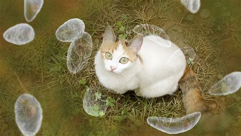 Toxoplasmosis In Cats: Symptoms, Causes, & Treatments - CatTime