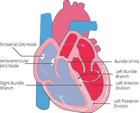 Electrocardiogram (ECG) | CardioSecur