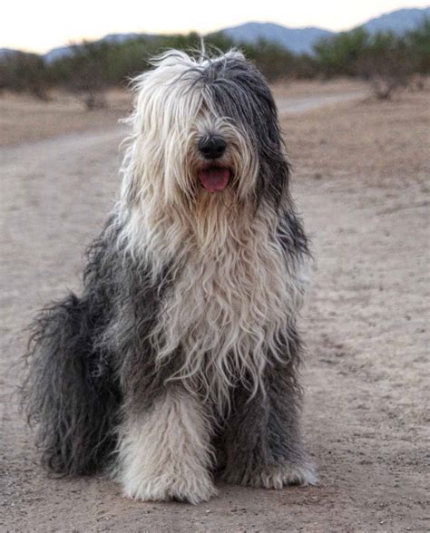 Old English Sheepdog - All Big Dog Breeds