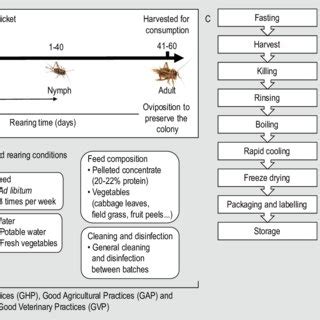 (PDF) The house cricket (Acheta domesticus) as a novel food: A risk profile