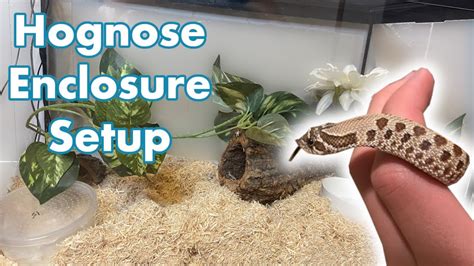 Setting Up a Hognose Snake Enclosure | Creating my Hognose Habitat ...