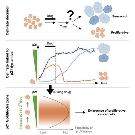 Patterns of Early p21 Dynamics Determine Proliferation-Senescence Cell ...