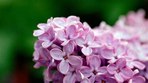 Light Purple Flowers 1080p Wallpapers | HD Wallpapers | ID #5663