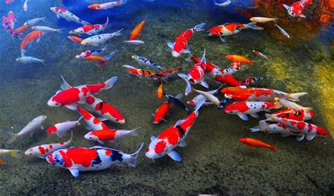 Best Colorful Freshwater Fish | Pond Animals: Koi Pond