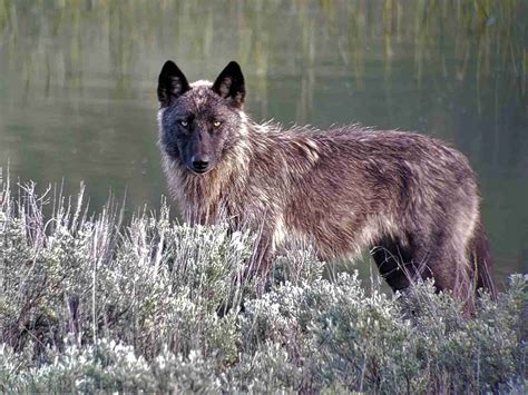 Yellowstone Grizzly Bear & Wolf Watching Tours | In Our Nature Guiding ...