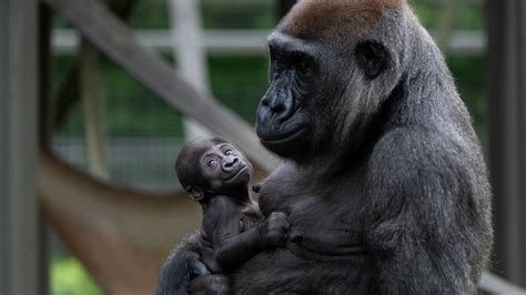 Columbus Zoo’s newest baby gorilla has a name | 10tv.com