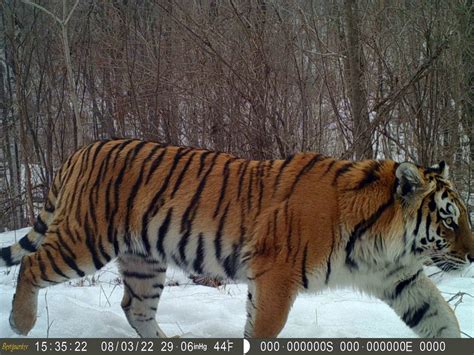 Northeast China showing signs of stable habitat for migrating tigers and leopards - WildCats ...