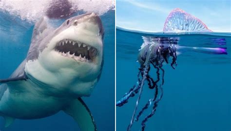 Sharks and jellyfish warnings: Where to take care swimming at New Zealand's beaches | Newshub