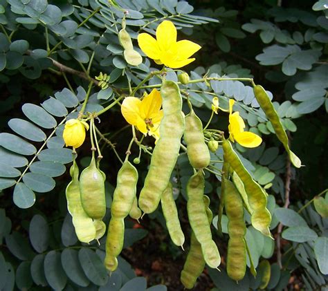 Botanical Gardens--yellow flower with seed pods | Flickr - Photo Sharing!
