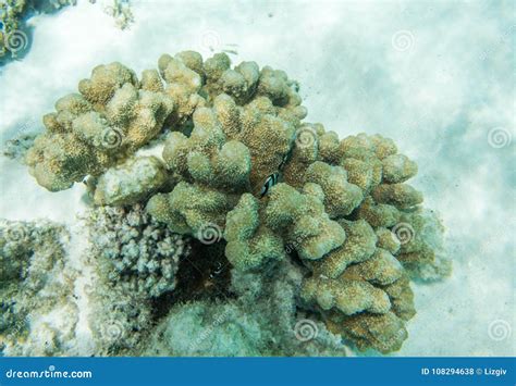 Three-striped Damselfish in Reef Coral Stock Photo - Image of clear ...