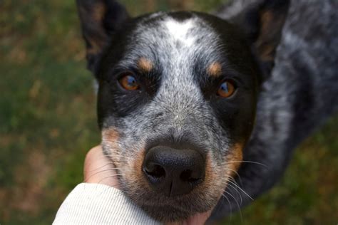 Blue Heeler Aussie Mix Puppies