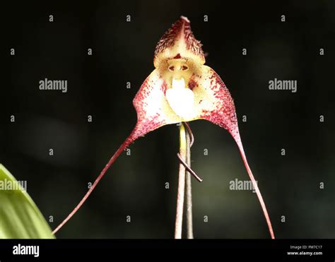 Dracula orchid hi-res stock photography and images - Alamy