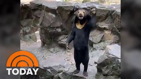 Fur real? China zoo officials say bear is not a human in a costume - YouTube