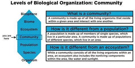 Community (Ecology) — Definition & Examples - Expii