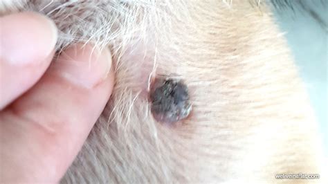 A black lump on the dog, and it's not a tick - What is Viral Papilloma