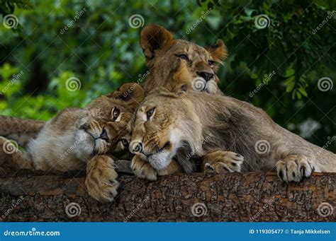 Lion sleeping stock image. Image of predatory, lion - 119305477