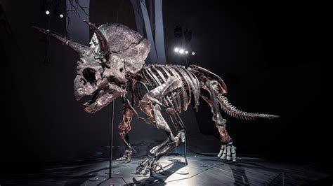 Meet 'Horridus,' one of the most complete Triceratops fossils ever ...