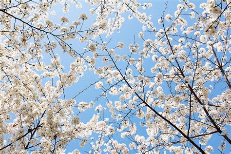 "White Cherry Blossom With Blue Sky Background" by Stocksy Contributor ...