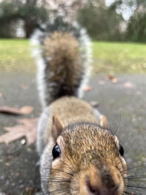 campus squirrels bein feral : r/udub